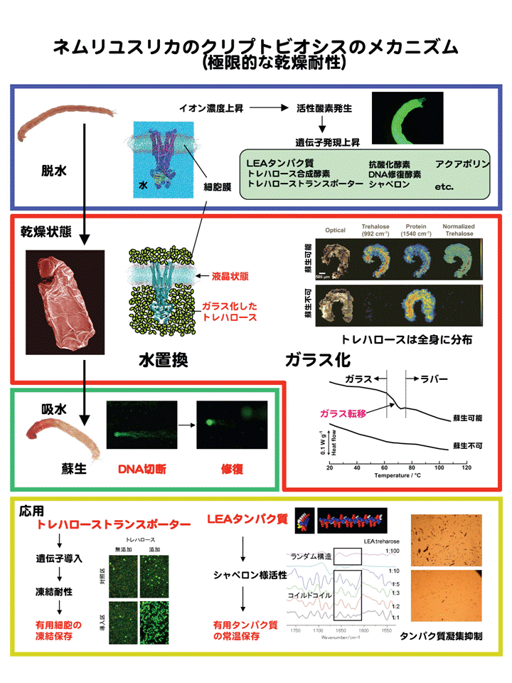 ネムリユスリカの極限環境に対する耐性の分子機構の解明