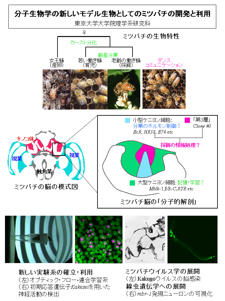 分子生物学の新しいモデル生物としてのミツバチの開発と利用