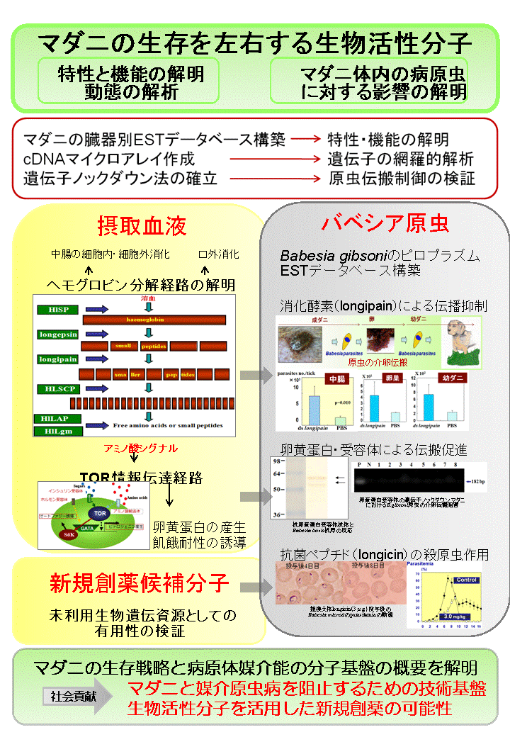 マダニの生存戦略と原虫媒介のinterfaceに関する分子基盤の解明