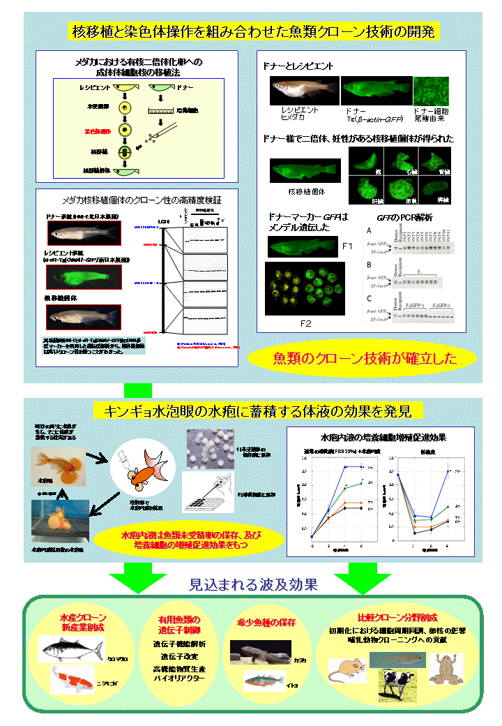 核移植と染色体操作を組み合わせた新規手法による魚類体細胞クローンおよび遺伝子ターゲティング技術の開発