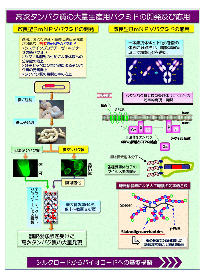 高次タンパク質の大量発現用バクミドの開発及び応用