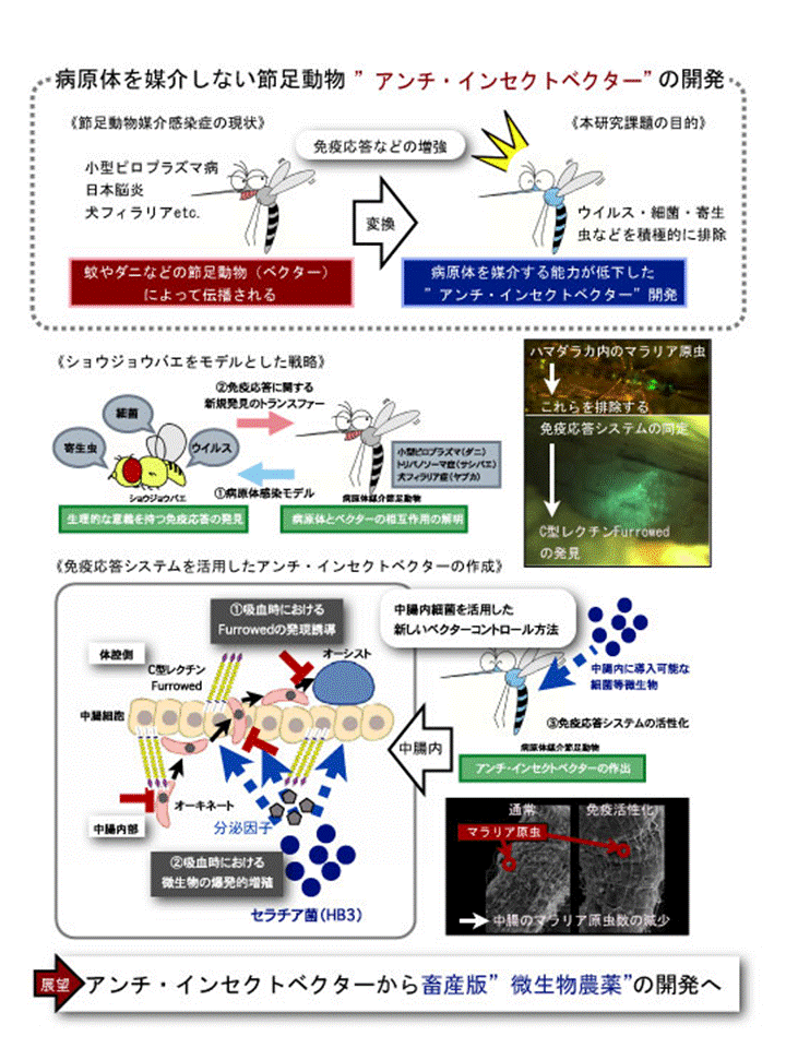 昆虫免疫応答改変によるアンチ・インセクトベクターの開発