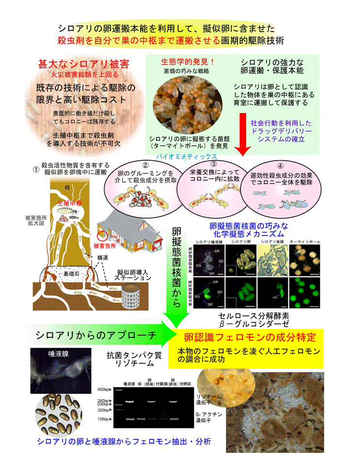 シロアリの卵運搬本能を利用した駆除技術の開発