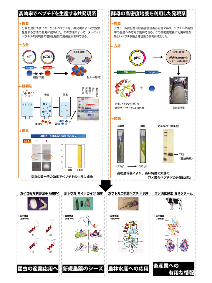 微生物を用いたペプチドの大量生産法の開発