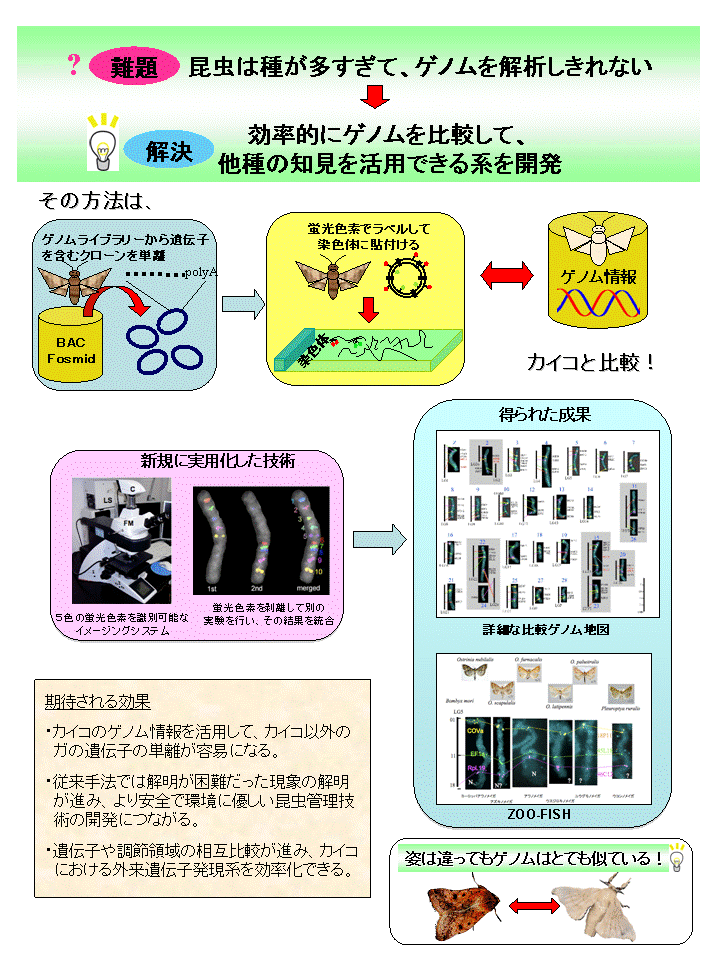 カイコゲノム研究基盤を活用した昆虫の比較ゲノム解析