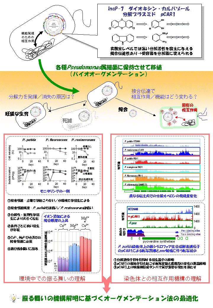 環境中での細菌の環境汚染物質分解能を支配するプラスミド機能の解明