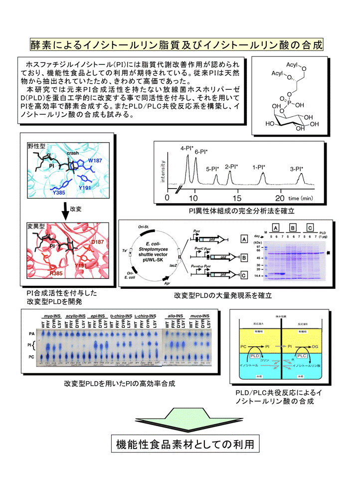 酵素によるイノシトールリン脂質及びイノシトールリン酸の合成