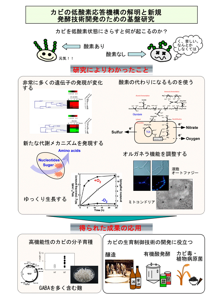 糸状菌の低酸素応答機構の解明と利用