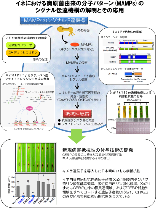 イネにおける病原菌感染シグナルの受容・伝達機構の解明