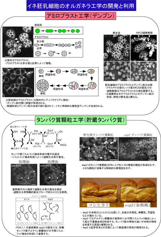 イネ胚乳細胞のオルガネラ工学の開発と利用