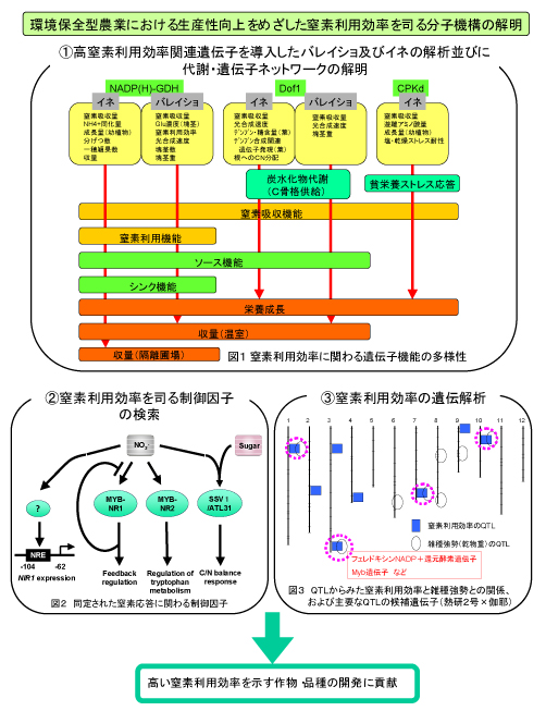 環境保全型農業における生産性向上をめざした窒素利用効率を司る分子機構の解明