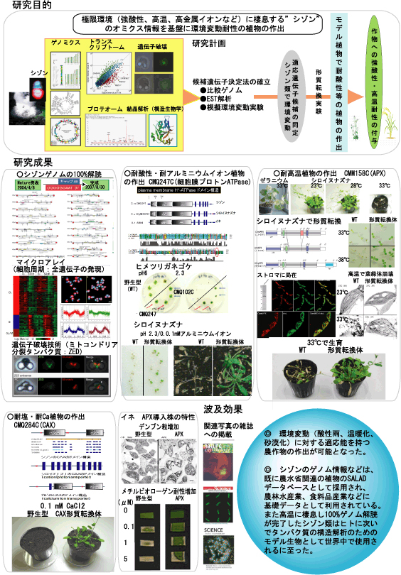 極限環境生物が継承する生存戦略のオミクス解析に基づく耐酸性・耐高温植物の作出