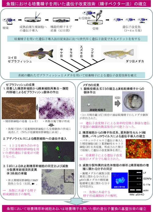 魚類における精子ベクター法の確立