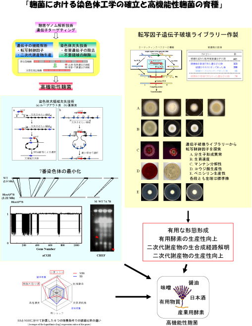 麹菌における染色体工学の確立と高機能性麹菌の育種