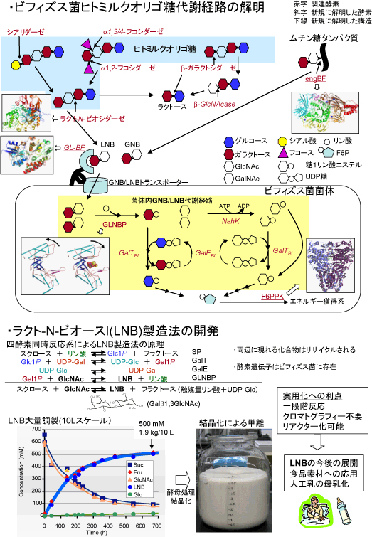 酵素デザインを活用したミルクオリゴ糖の実用的生産技術の開発