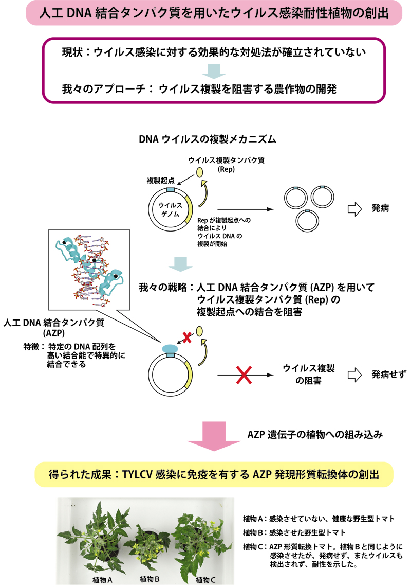 人工DNA結合タンパク質を用いたウイルス感染耐性植物の創出