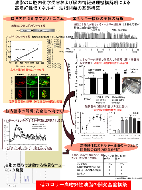 油脂の口腔内化学受容および脳内情報処理機構解明による高嗜好低エネルギー油脂開発の基盤構築