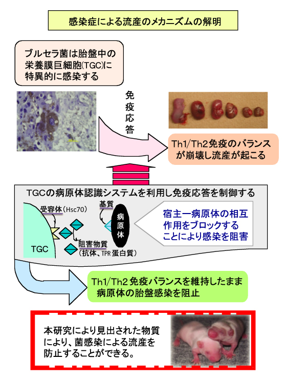 生殖免疫を基盤とした流産・不妊の予防法に関する研究