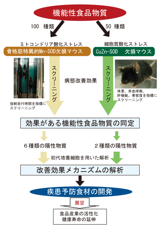 臓器老化モデルマウスを用いた機能性食品物質の科学的評価