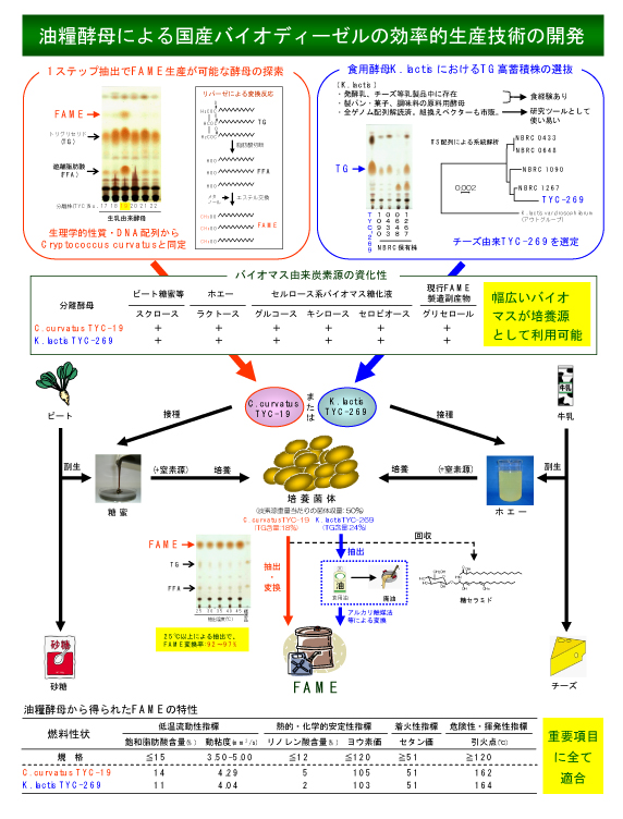 油糧酵母による国産バイオディーゼルの効率的生産技術の開発