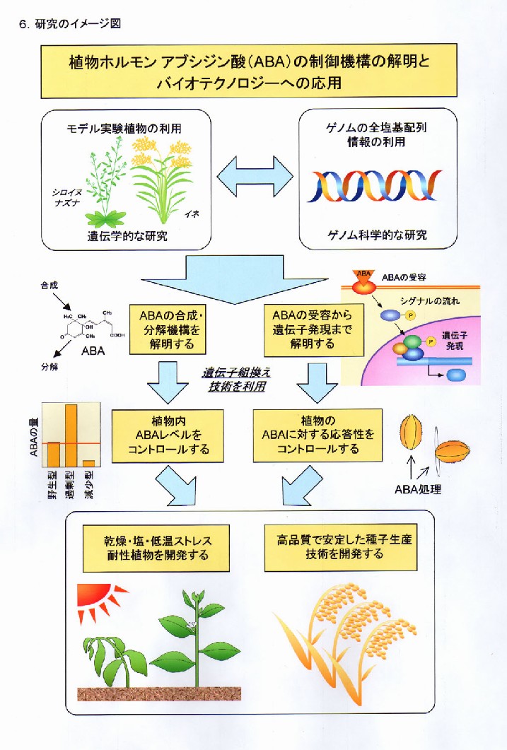 植物ホルモンアブシジン酸の制御機構の解明とバイオテクノロジーへの応用