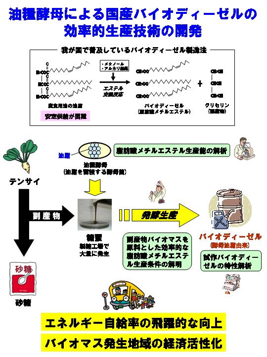 油糧酵母による国産バイオディーゼルの効率的生産技術の開発