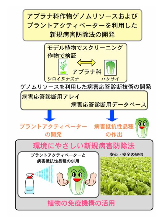 アブラナ科作物ゲノムリソースおよびプラントアクティベーターを利用した新規病害防除法の開発