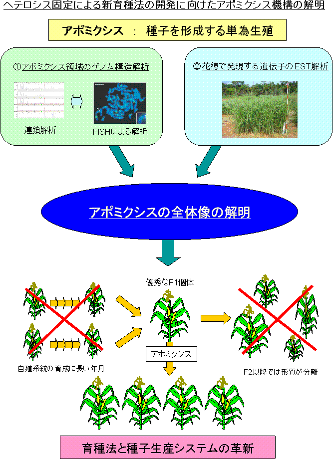 ヘテロシス固定による新育種法の開発に向けたアポミクシス機構の解明