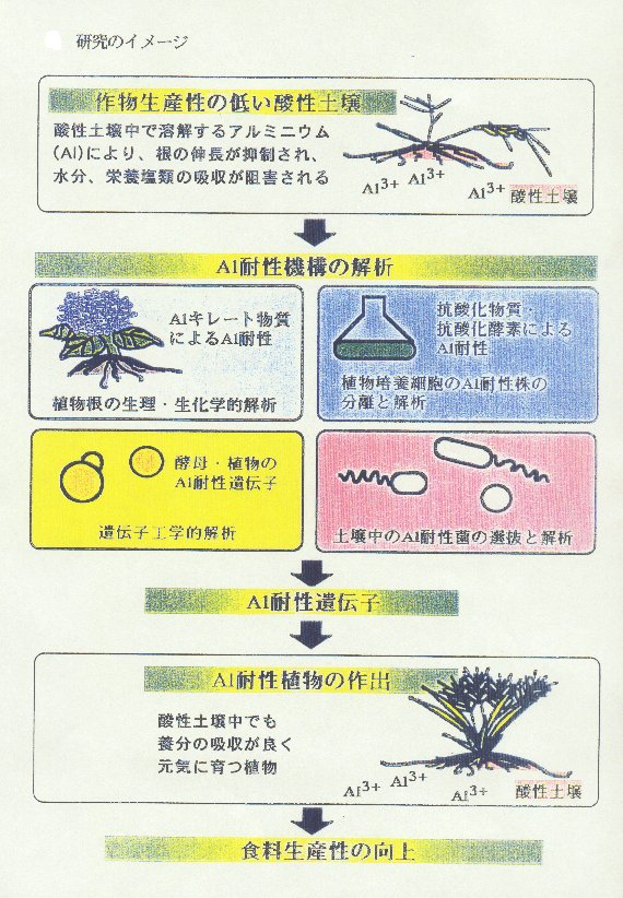 酸性土壌における生産性向上を目的とした植物のアルミニウム耐性機構の解明と耐性植物の作出