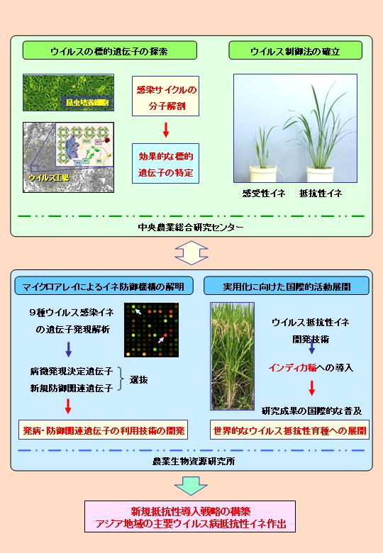 植物ウイルスの媒介昆虫・植物間応答機構の解明と制御技術の開発