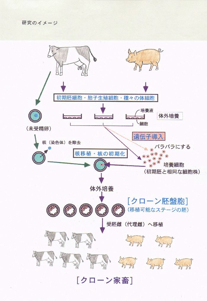 継代培養細胞を用いた家畜繁殖技術の開発に関する基礎的研究