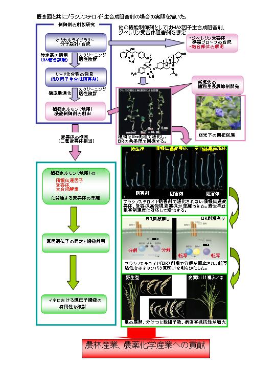 有用物質・遺伝子・形質の探索と応用を目指した植物ケミカルバイオロジー研究