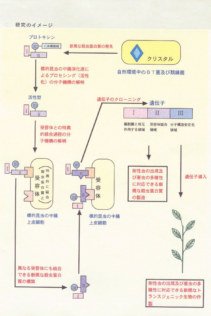 微生物由来の環境保全型害虫防除蛋白質に関する基盤研究