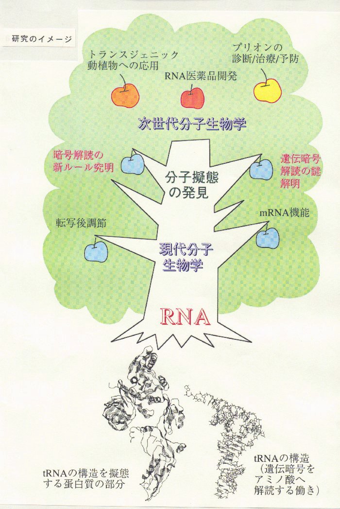 分子擬態を利用した生物系素材の基礎研究