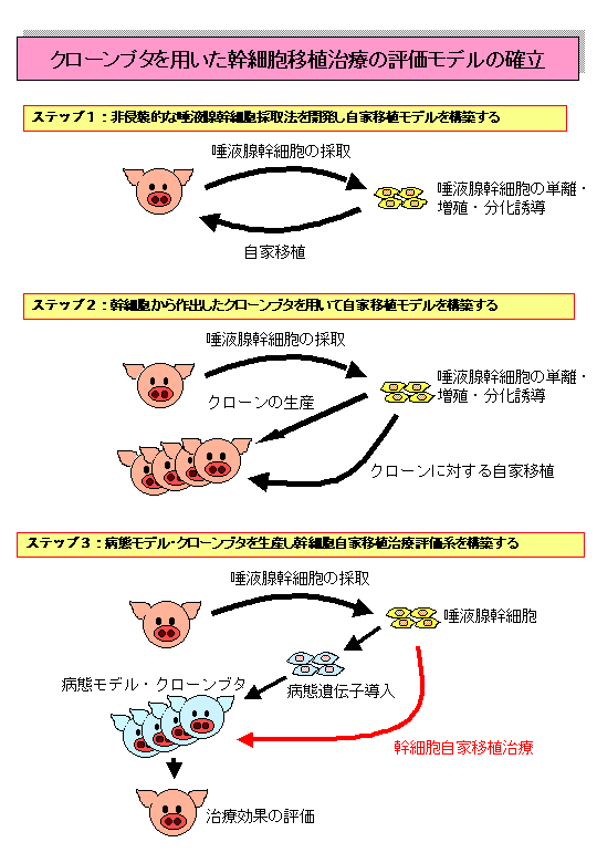 クローンブタを用いた幹細胞移植治療の評価モデルの確立