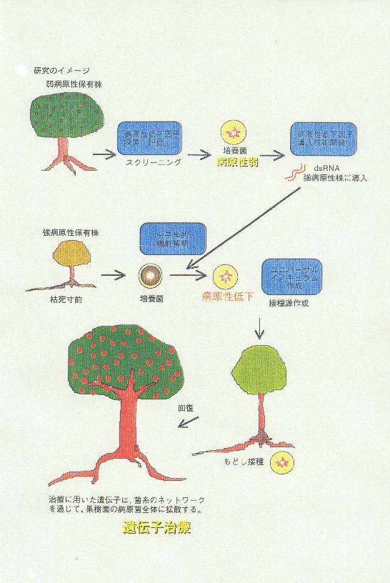 病原性低下因子利用による果樹類紋羽病の遺伝子治療