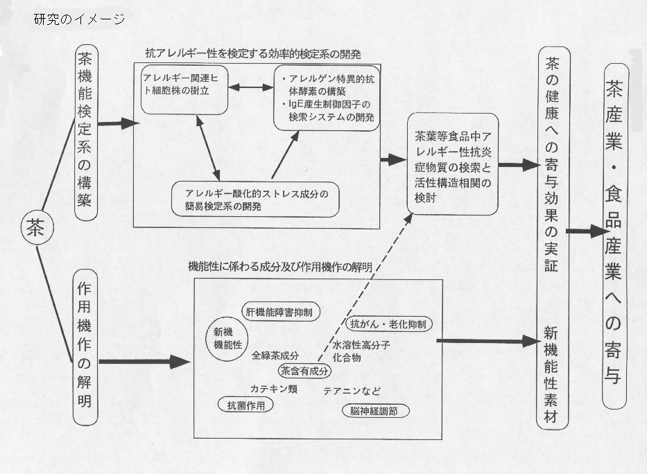 茶機能検定系の構築と茶成分新機能の解析 