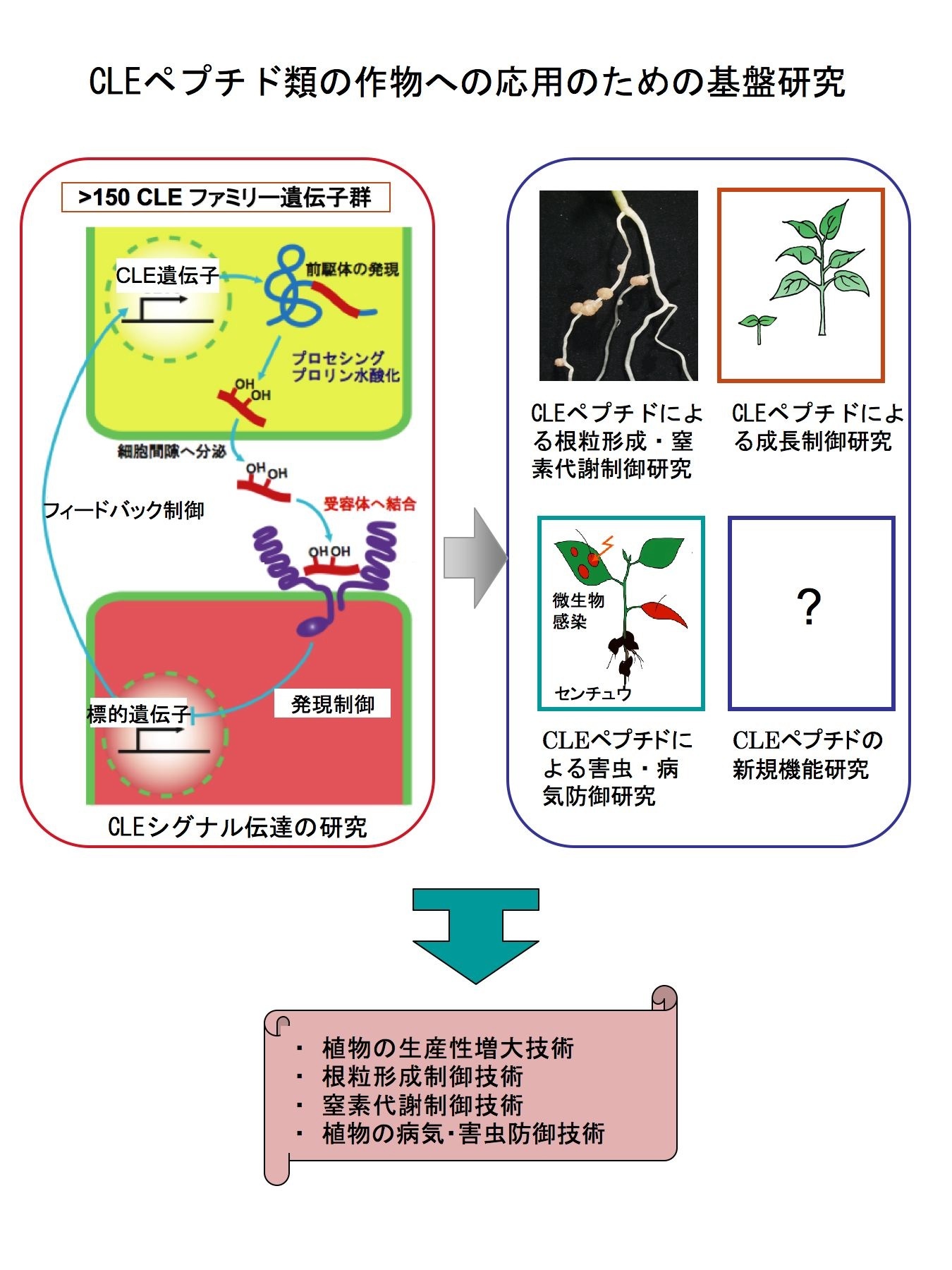 CLEペプチド類の作物への応用のための基盤研究