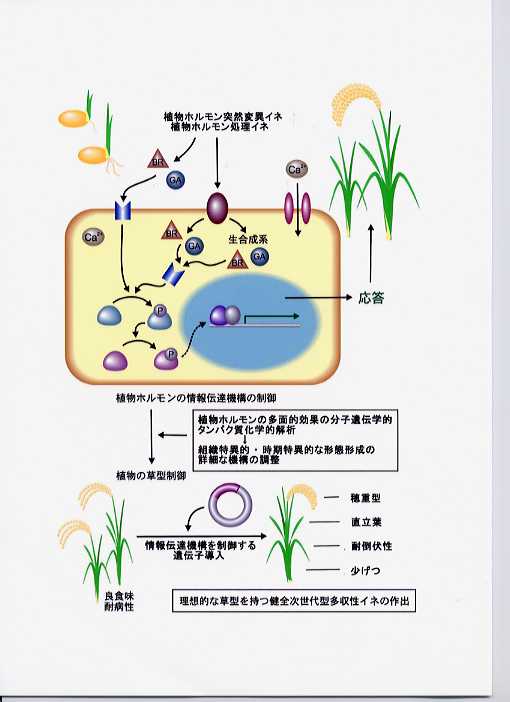 植物ホルモン情報伝達の分子機構解明による植物機能改変