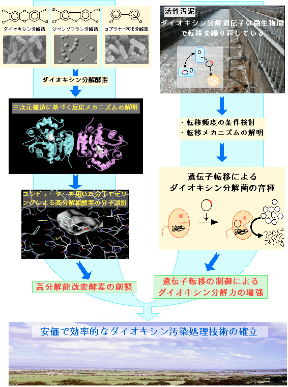 ダイオキシン類の微生物分解系を用いた環境修復のための基盤研究 