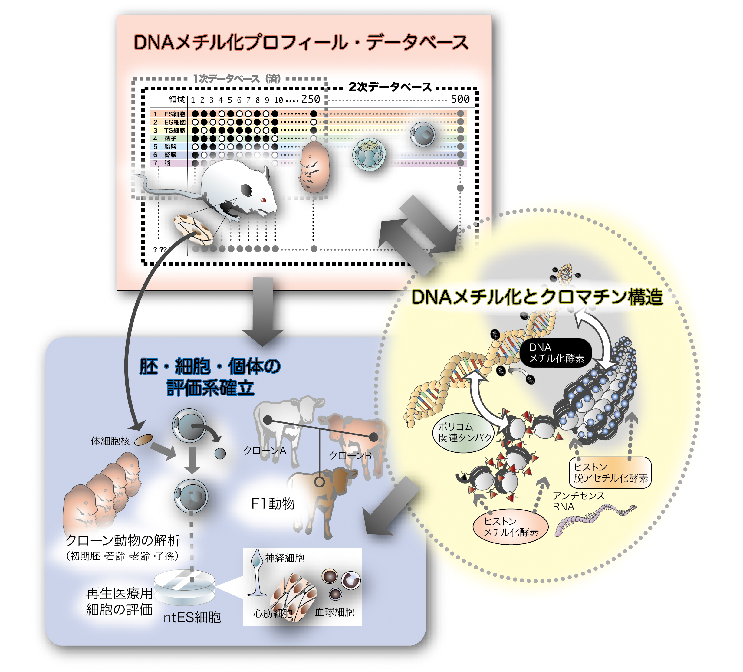 動物ゲノム情報の他面展開を目指したDNAメチル化プロフィール解析