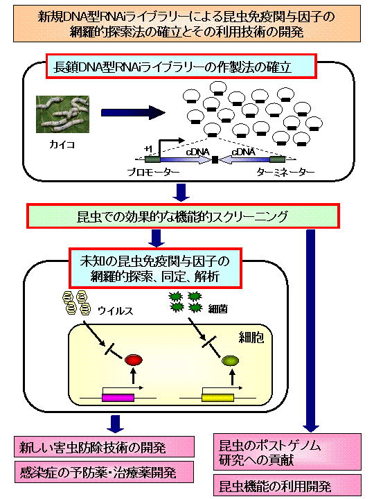 新規DNA型RNAiライブラリーによる昆虫免疫関与因子網羅的探索法の確立とその利用技術の開発