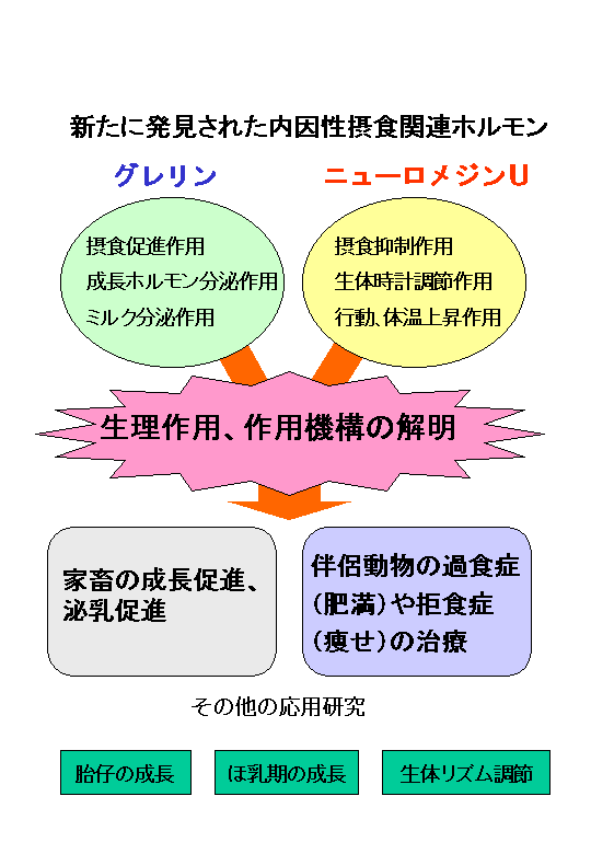 新規摂食調節物質グレリンとニューロメジンUの基礎的、応用的研究