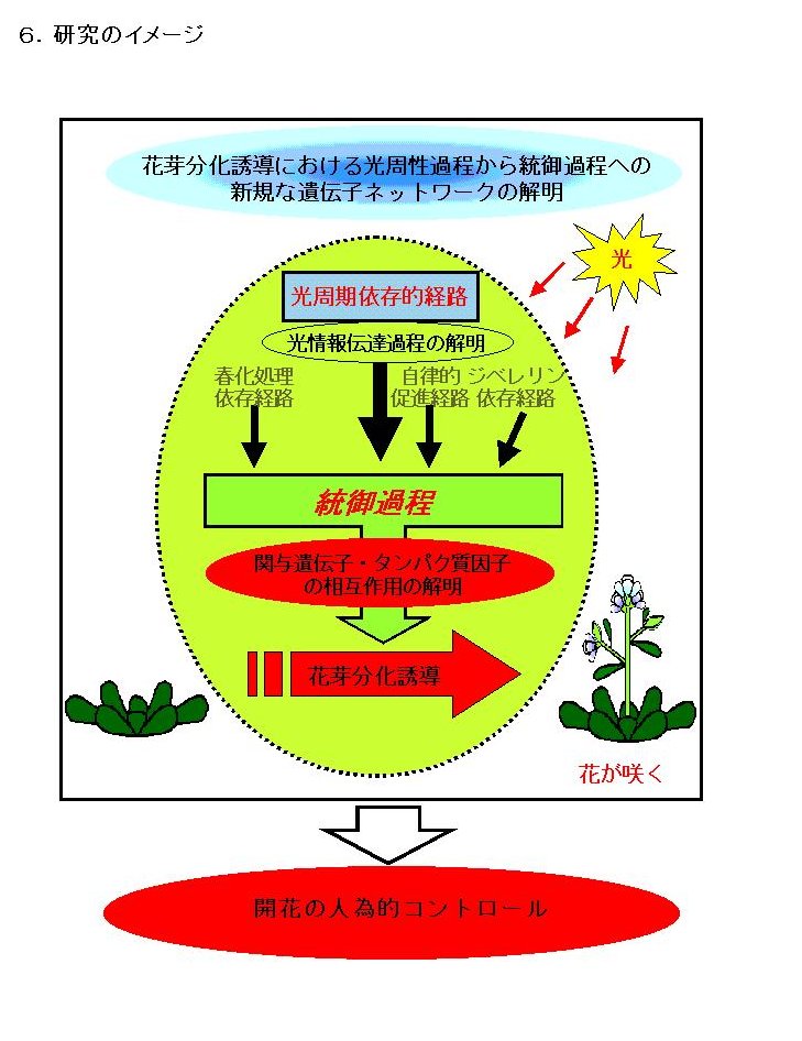 花芽分化誘導における光周性過程から統御過程への新規な遺伝子ネットワークの解明