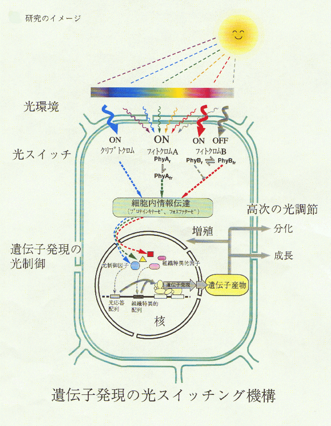 植物の遺伝子発現の光スイッチング機構の解明と応用