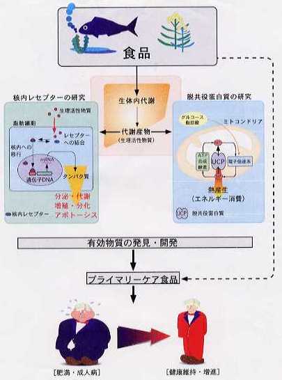 肥満・脂肪代謝制御の分子機構と食品中の活性化因子に関する研究