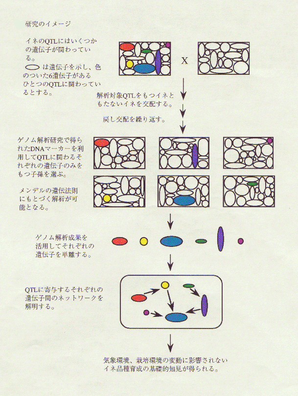 イネQTLに関する遺伝子ネットワークのゲノム生物学的解明