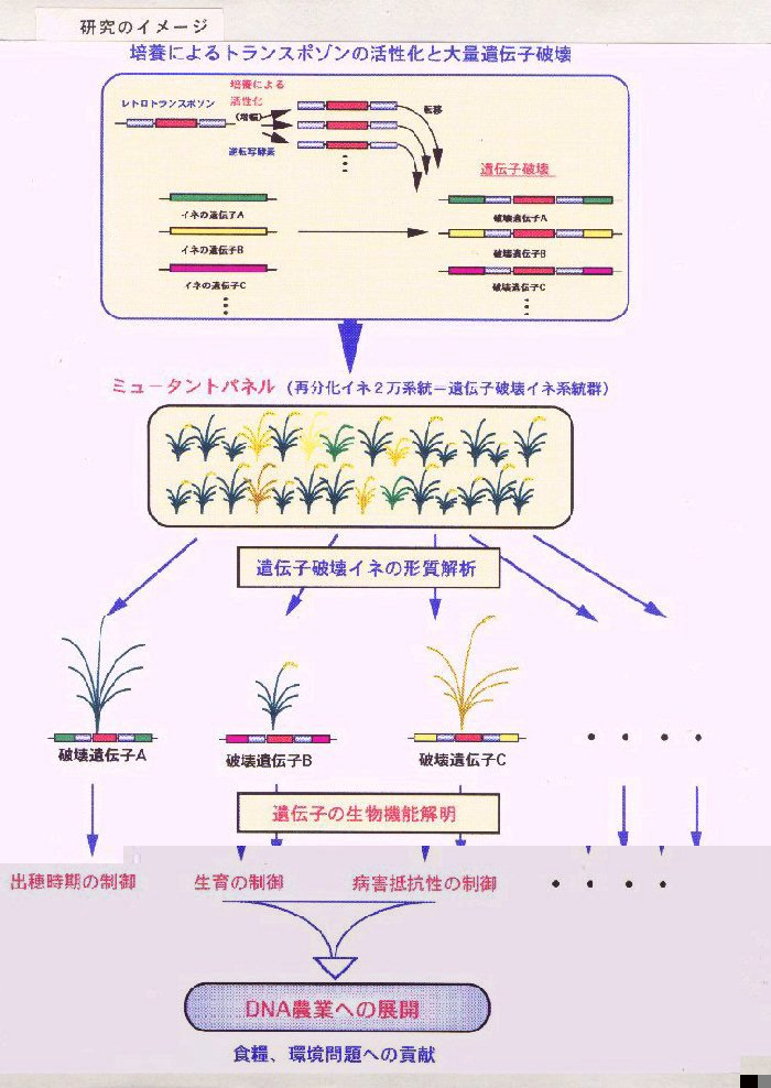 イネのミュ-タントパネルを用いた遺伝子機能の系統的解析技術の開発と利用