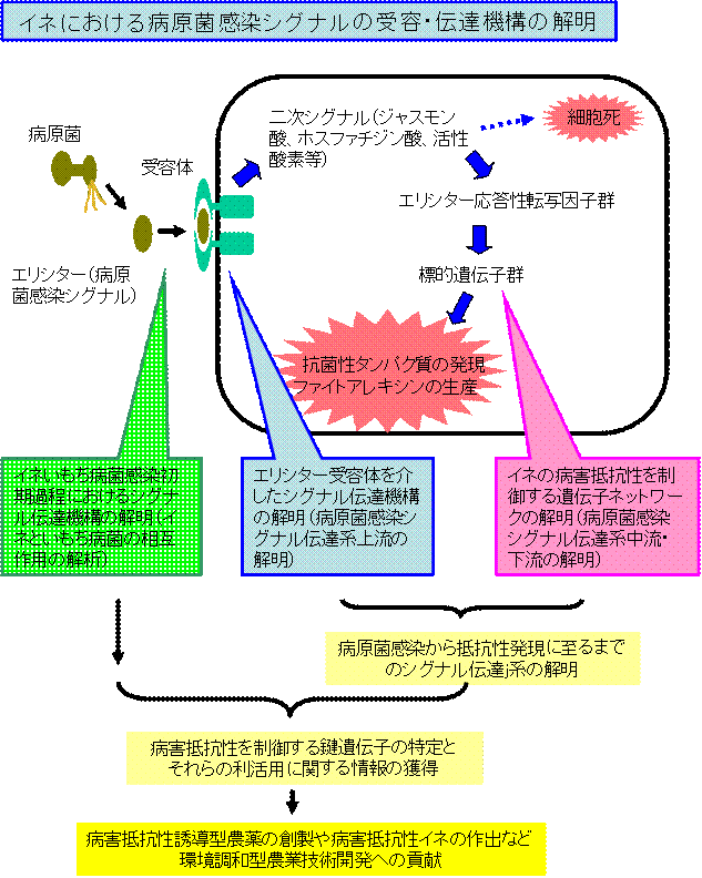 イネにおける病原菌感染シグナルの受容・伝達機構に関する研究
