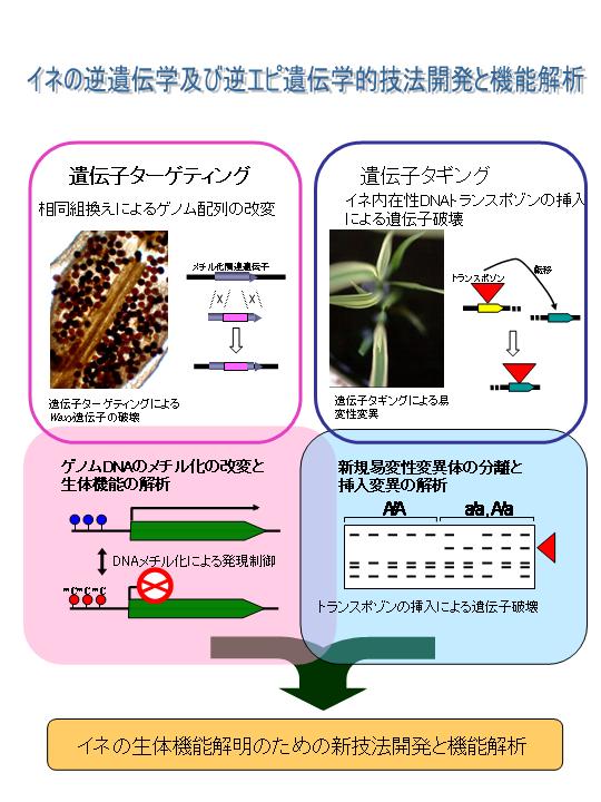     イネの逆遺伝学及び逆エピ遺伝学的技法開発と機能解析